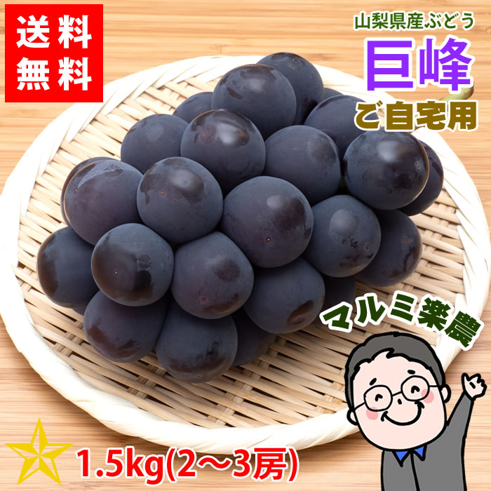 【送料無料】 巨峰 1.5kg以上箱 (2～3房) ご自宅用 マルミ楽農 うおしん 山梨県から直送 目利きの辰っさんが選んだ一品